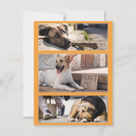 Zwerfhonden wachten op adoptie Postcrossing Briefkaart