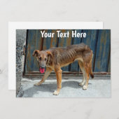 zwerfhondenkaart (Voorkant / Achterkant)