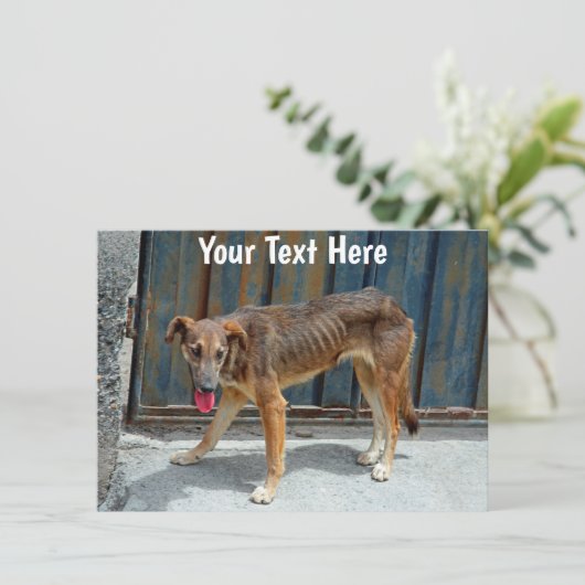  zwerfhondenkaart (Staand voorkant)