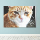 Zwerfkat achter het raam . canvas afdruk (Insitu (Houten vloer))