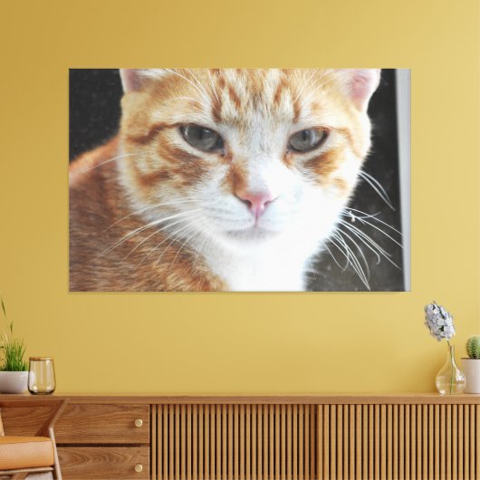 Zwerfkat achter het raam . canvas afdruk (Insitu (Woonkamer))