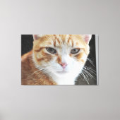 Zwerfkat achter het raam . canvas afdruk (Voorkant)