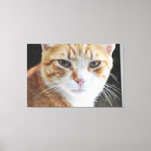 Zwerfkat achter het raam . canvas afdruk (Voorkant)