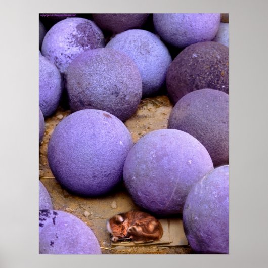 zwerfkat in kanonballetjes poster (Voorkant)