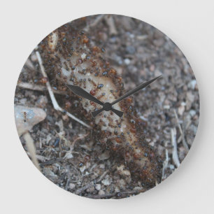 Zwerg van foto's van ants Gedrukt Grote Klok