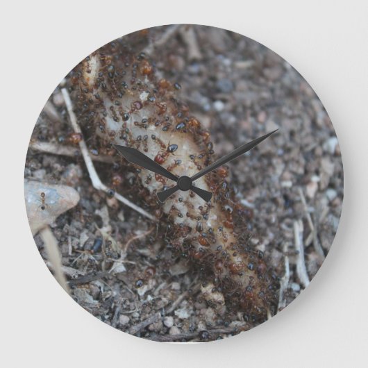 Zwerg van foto's van ants Gedrukt Grote Klok (Voorkant)