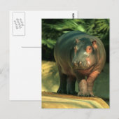 Zwergflusspferd (Choeropsis liberiensis) Briefkaart (Voorkant / Achterkant)