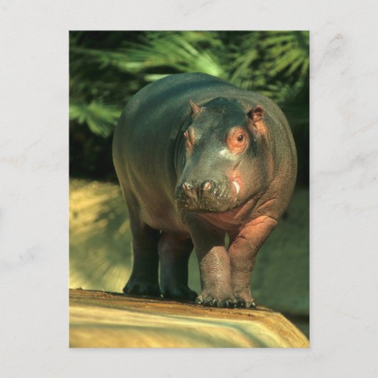 Zwergflusspferd (Choeropsis liberiensis) Briefkaart (Voorkant)