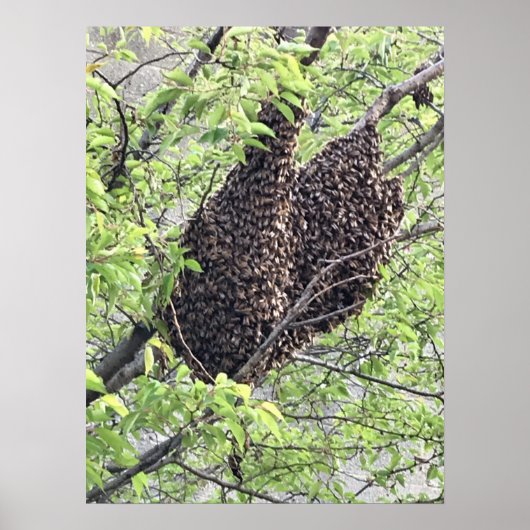 zwerm bijen poster (Voorkant)