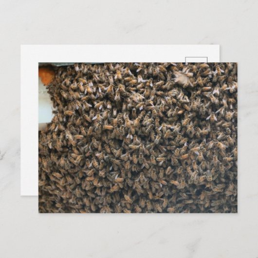 zwerm briefkaart (Voorkant / Achterkant)