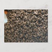 zwerm briefkaart (Voorkant)