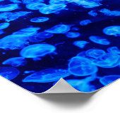 zwerm van kwallen poster (Hoek)