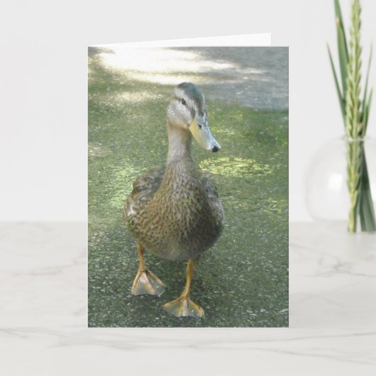 Zwervende Eend Kaart (Voorkant)
