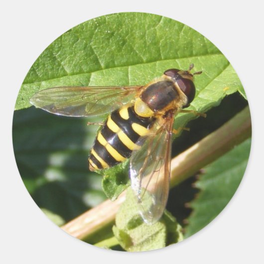 Zweven vlieg ~ sticker (Voorkant)