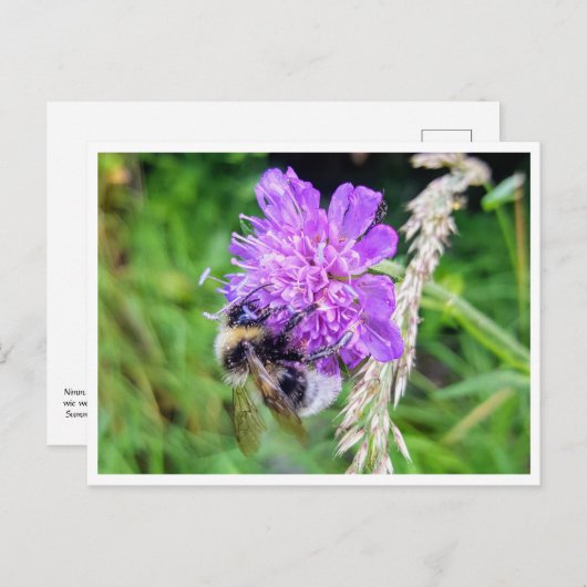 Zwischen Blüte & Brummen – Natur im Kleinformat Briefkaart (Voorkant / Achterkant)