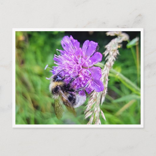 Zwischen Blüte & Brummen – Natur im Kleinformat Briefkaart (Voorkant)