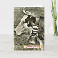  Zwitserland, koe met een koe bel