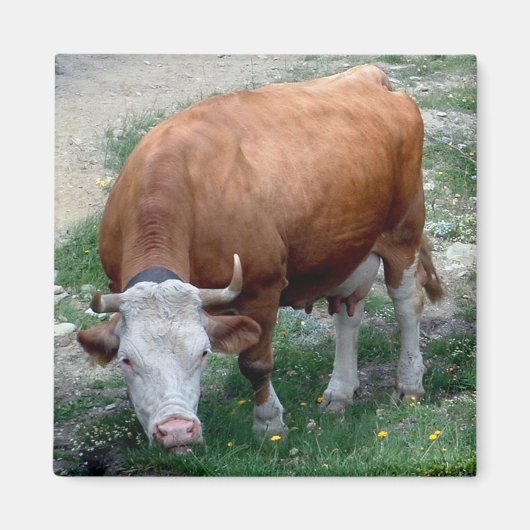 Zwitserse Alpen koe magneet (Voorkant)