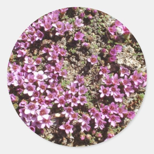 Zwitserse Alpine Paarse Saxifrage bloem sticker (Voorkant)