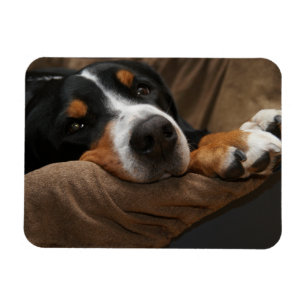 Zwitserse berg Dog Lounging Magneet