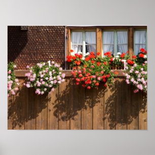 Zwitserse bloemkool poster