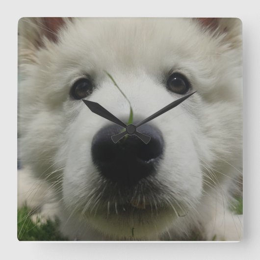 Zwitserse Herder Hond Muur Klok – Full Face Dog (Voorkant)