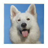 Zwitserse herdershond tegeltje (Voorkant)