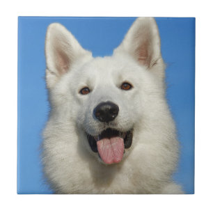 Zwitserse herdershond tegeltje