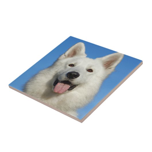 Zwitserse herdershond tegeltje (Zijkant)