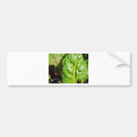 Zwitserse Kaarten Bumpersticker (Voorkant)