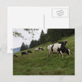 Zwitserse koeien briefkaart (Voorkant / Achterkant)
