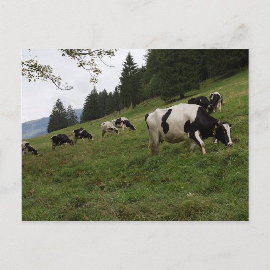 Zwitserse koeien briefkaart (Voorkant)