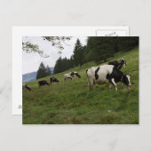 Zwitserse koeien briefkaart (Voorkant / Achterkant)