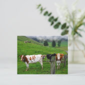 Zwitserse koeien grazen nabij Küssnacht Zwitserlan Briefkaart (Staand voorkant)