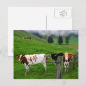 Zwitserse koeien grazen nabij Küssnacht Zwitserlan Briefkaart (Voorkant / Achterkant)