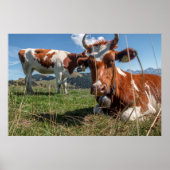 Zwitserse Koeien Poster (Voorkant)