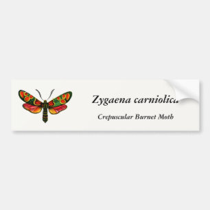 Zygaena carniolica - de Crepuscular Burnet Moth Bumpersticker