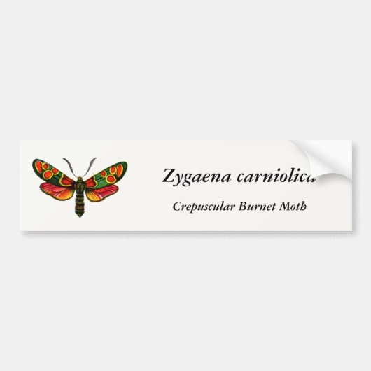 Zygaena carniolica - de Crepuscular Burnet Moth Bumpersticker (Voorkant)