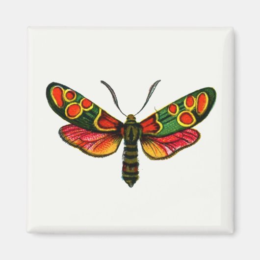 Zygaena carniolica - de Crepuscular Burnet Moth Magneet (Voorkant)