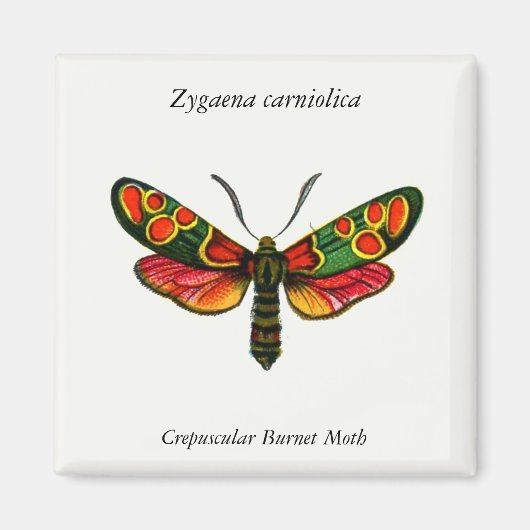 Zygaena carniolica - de Crepuscular Burnet Moth Magneet (Voorkant)