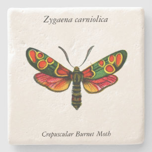 Zygaena carniolica - de Crepuscular Burnet Moth Stenen Onderzetter