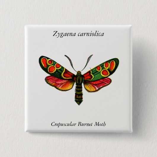 Zygaena carniolica - de Crepuscular Burnet Moth Vierkante Button 5,1 Cm (Voorkant)