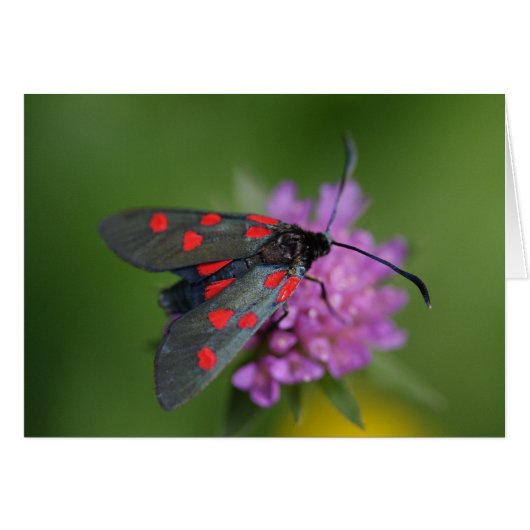 Zygaena ephialtes (Voorkant Horizontaal)