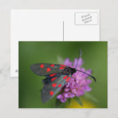 Zygaena ephialtes briefkaart (Voorkant / Achterkant)