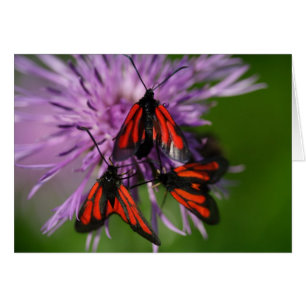 Zygaena purpuralis