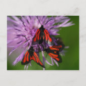 Zygaena purpuralis briefkaart (Voorkant)