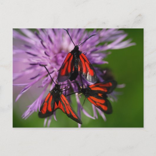 Zygaena purpuralis briefkaart (Voorkant)