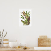 Zygopetalum gautieri poster (Keuken)