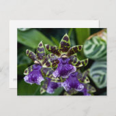 Zygopetalum Orchid Briefkaart (Voorkant / Achterkant)