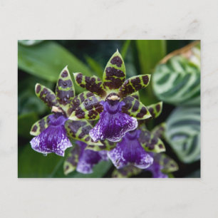 Zygopetalum Orchid Briefkaart